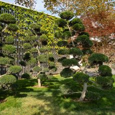 Hedges cut into rounded shapes like clouds