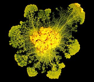 <em>Physarum polycephalum</em> grows in agar in the laboratory. This bright-yellow slime mold can form a giant cell as big as a square meter in area, each with thousands of nuclei. 