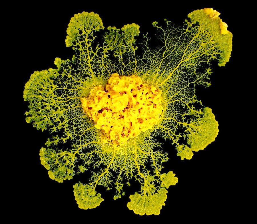 &lt;em&gt;Physarum polycephalum&lt;/em&gt; grows in agar in the laboratory. This bright-yellow slime mold can form a giant cell as big as a square meter in area, each with thousands of nuclei. 