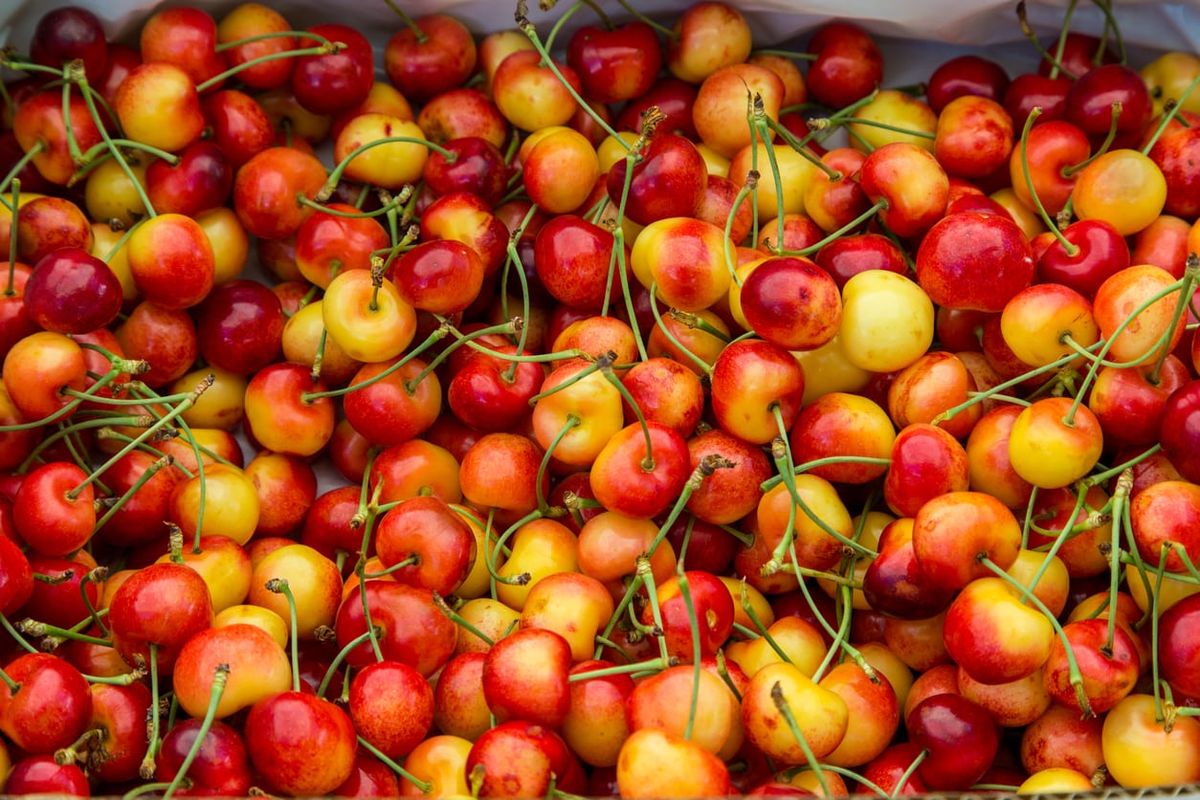 Growing Rainier Cherries Care Of Rainier Cherry Trees Gardening Know How