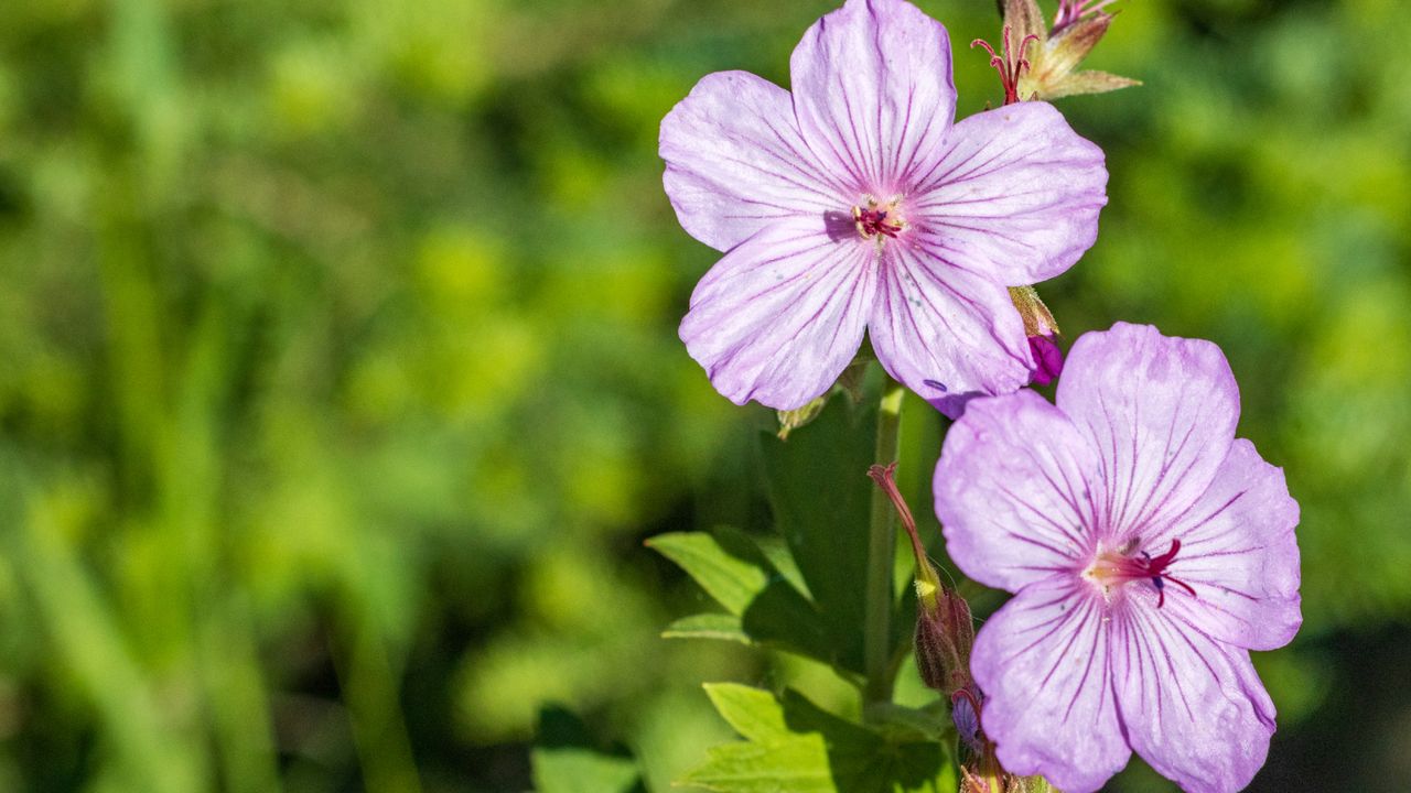 Sticky purple geranium flowers in Yellowstone National Park