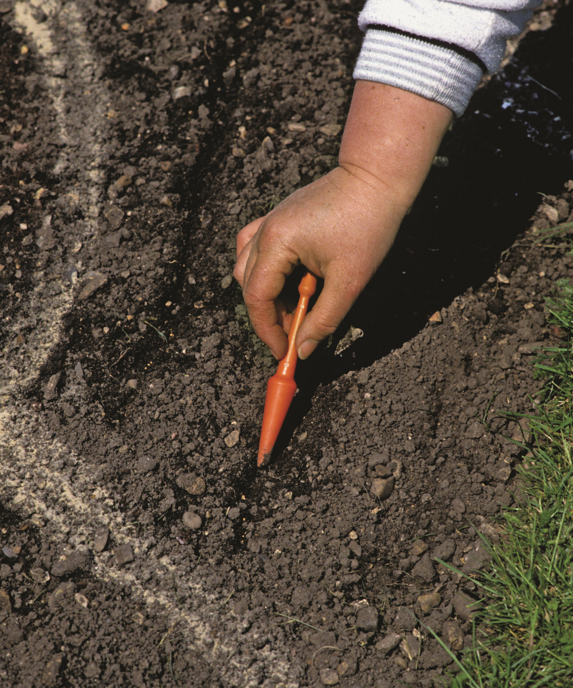 A dibber is being used to make drills in the soil