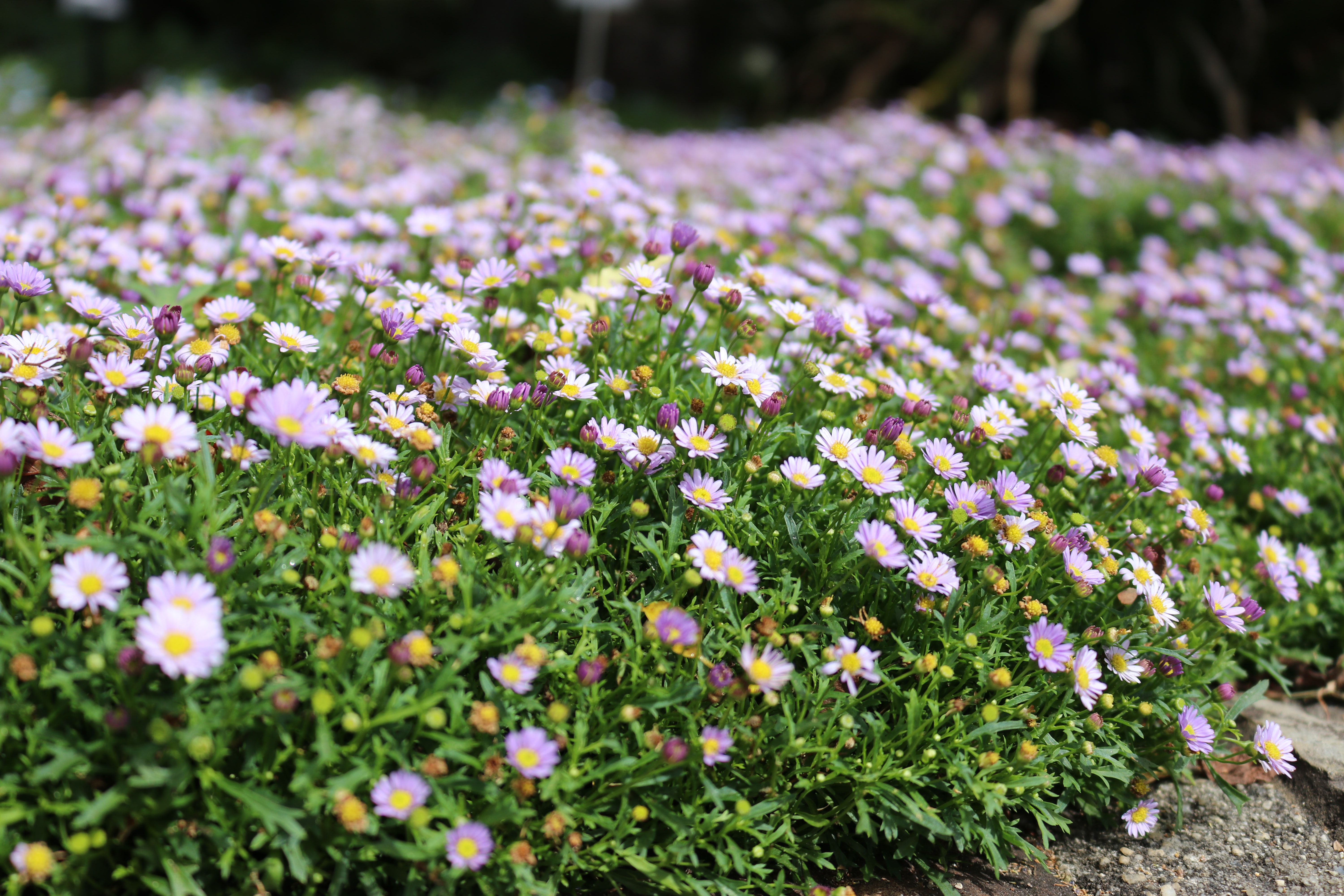 Asters in garden border, by Dalal Nizam