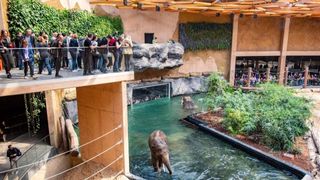 A bear stands in a pool in front of guests at Łódź ZOO in Łódź, Poland.