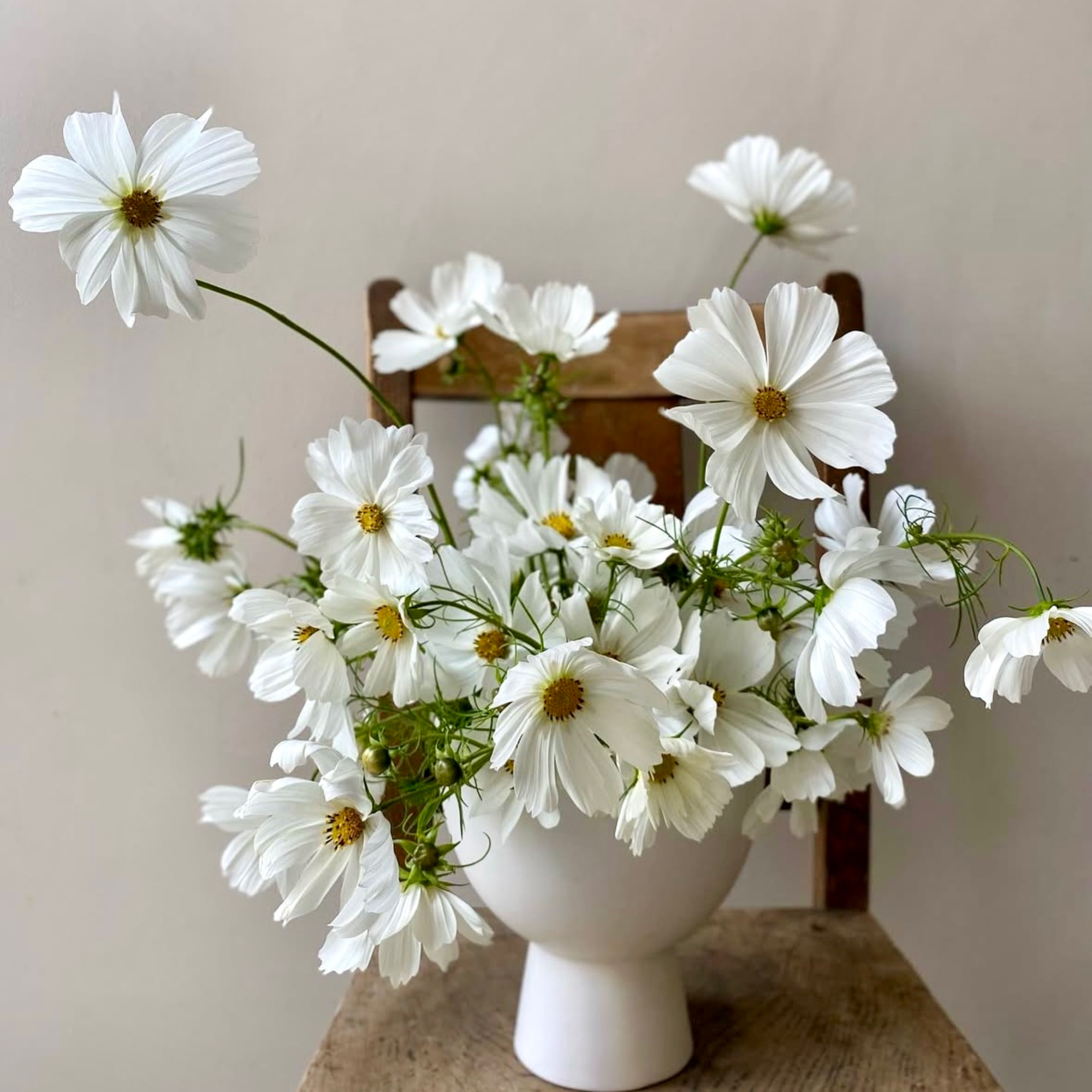 white footed bowl on a chair full of white purity cosmos