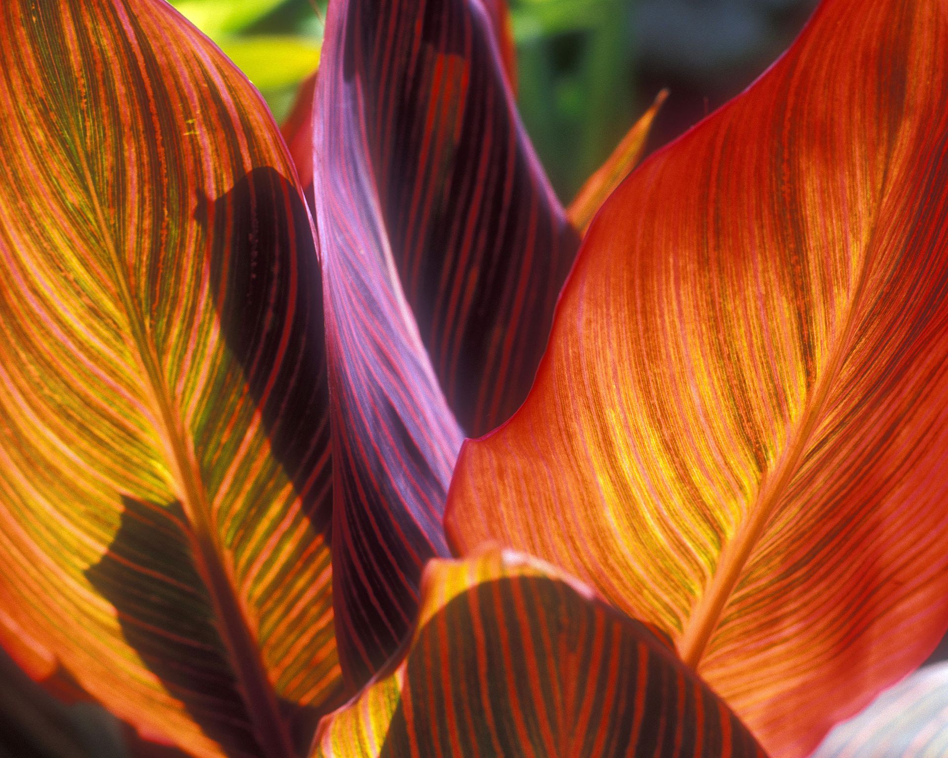 what-to-plant-in-june-our-top-10-picks-for-vibrant-gardens-gardeningetc