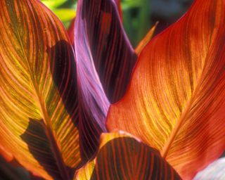 The colourful leaves of a canna lily