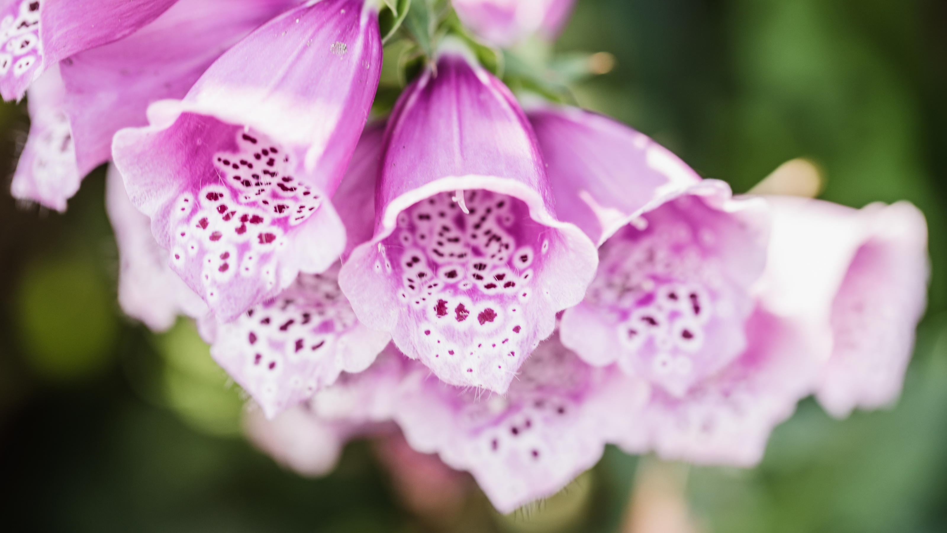 Purple foxglove flower in close focus.