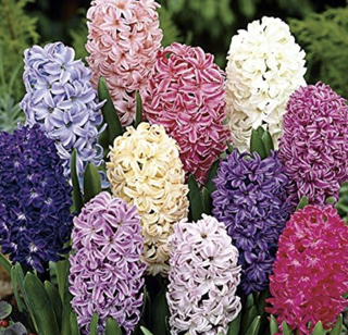 pink, yellow and purple hyacinths in bloom