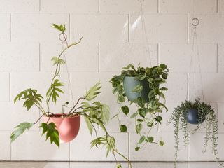 Clifton planters by Aaron Probyn