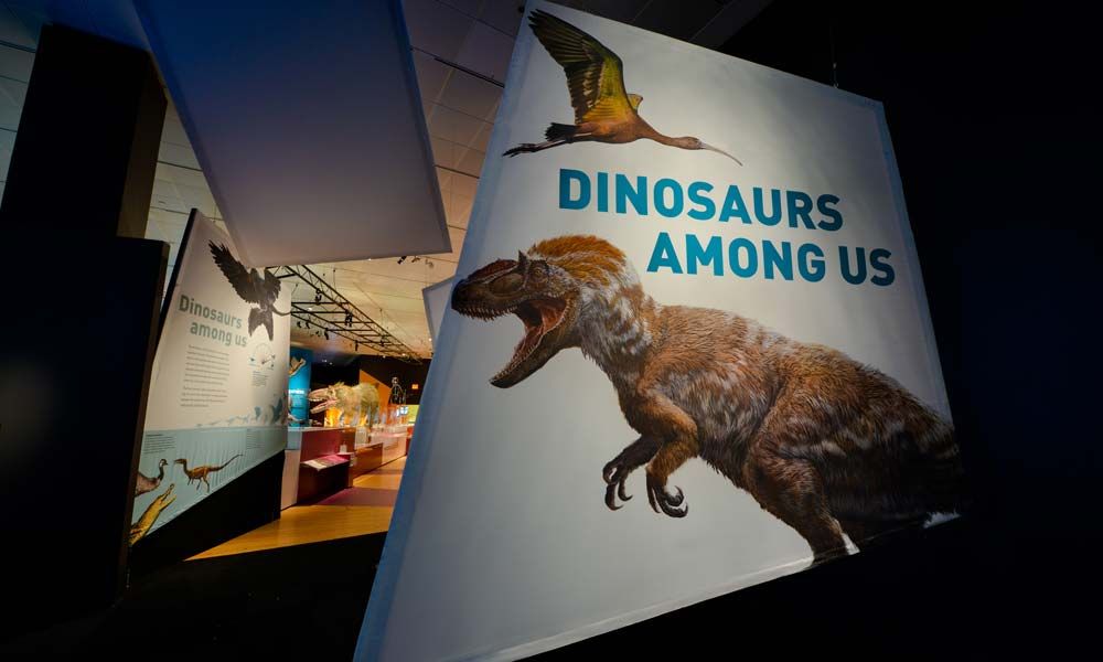 Photos Birds Evolved from Dinosaurs, Museum Exhibit Shows Live Science