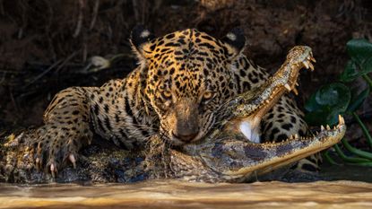 British photographer Ian Ford won the Natural World & Wildlife category of the Sony World Photography Awards with this image of a jaguar attacking a caiman in the Pantanal wetlands, South America