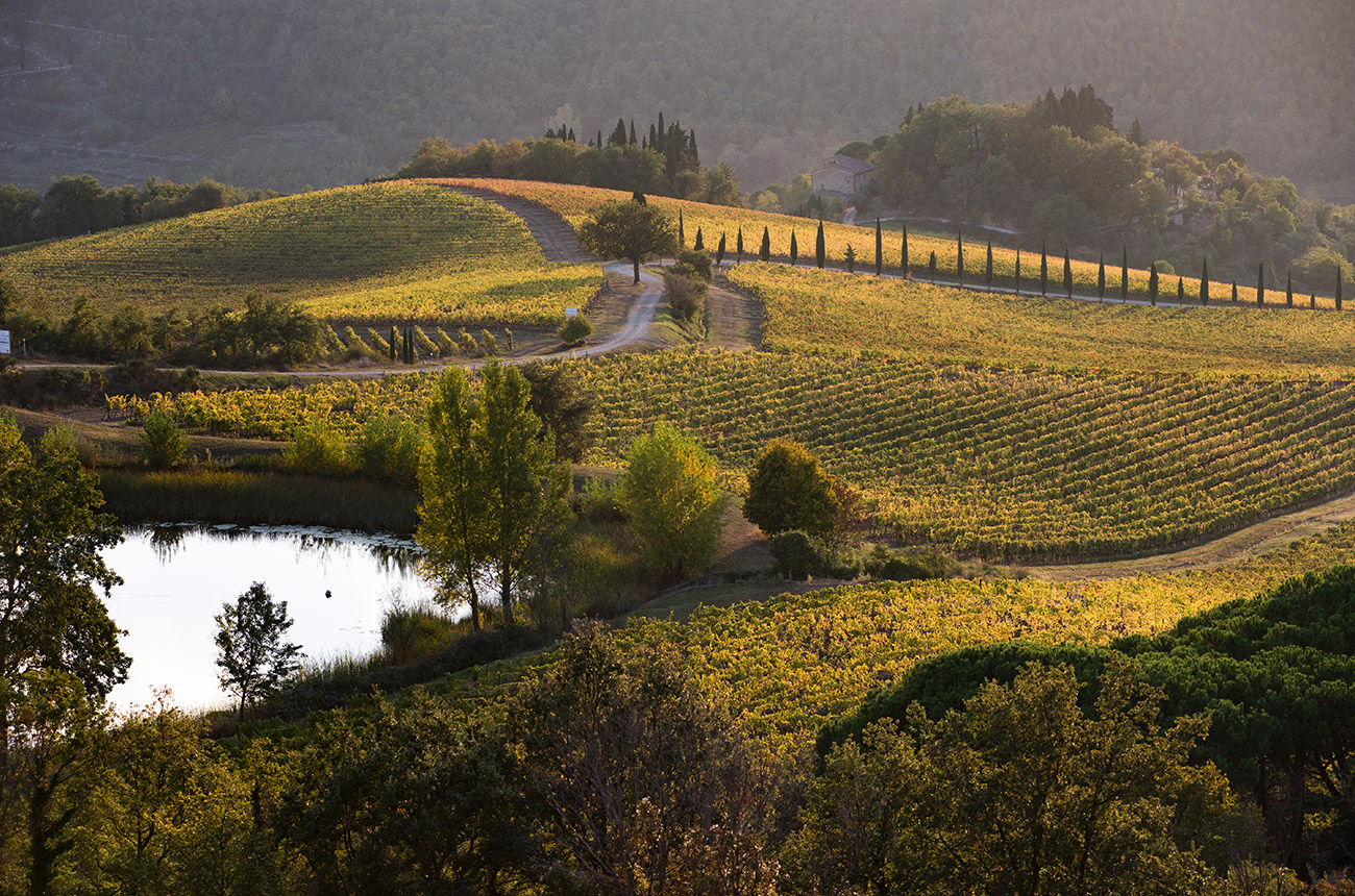 View over green vines at sunset, with a lake to the left and trees in the background