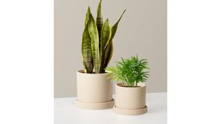 A medium size snake plant and a small parlor palm houseplant from The Sill, for the best flower delivery services.