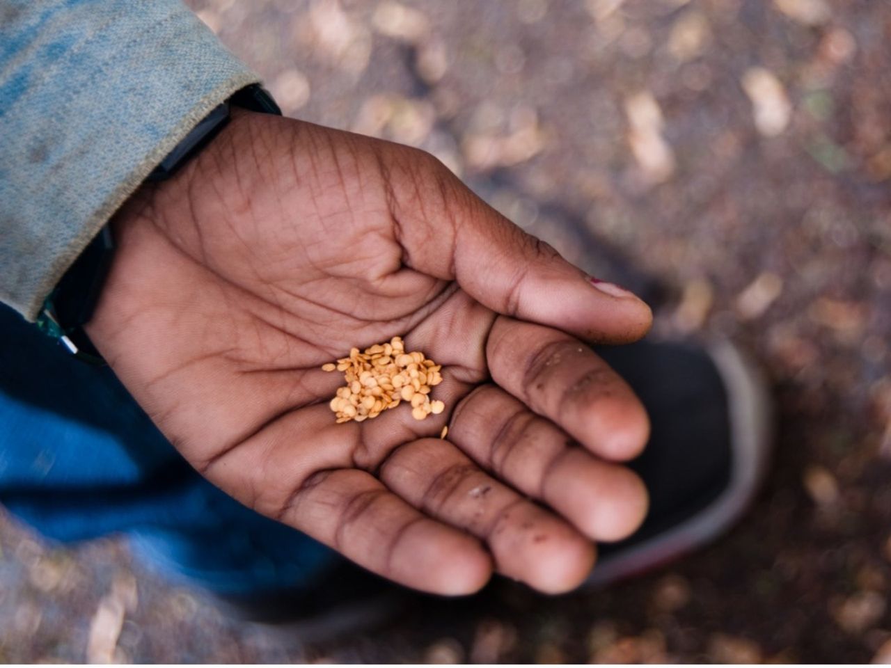 Hand Holding Seeds