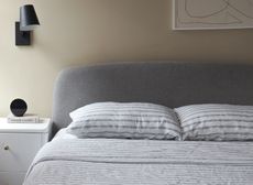 piglet in bed striped bedding on a grey bed in a beige bedroom
