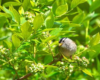 blueberries growing in summer with white crowned sparrow