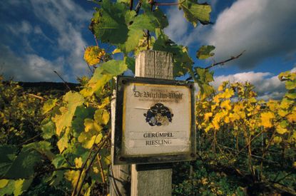 Dr Burklin-Wolf Riesling, vine-growing estate Geruempel, Wachenheim, Weinstrasse, Pfalz, Germany