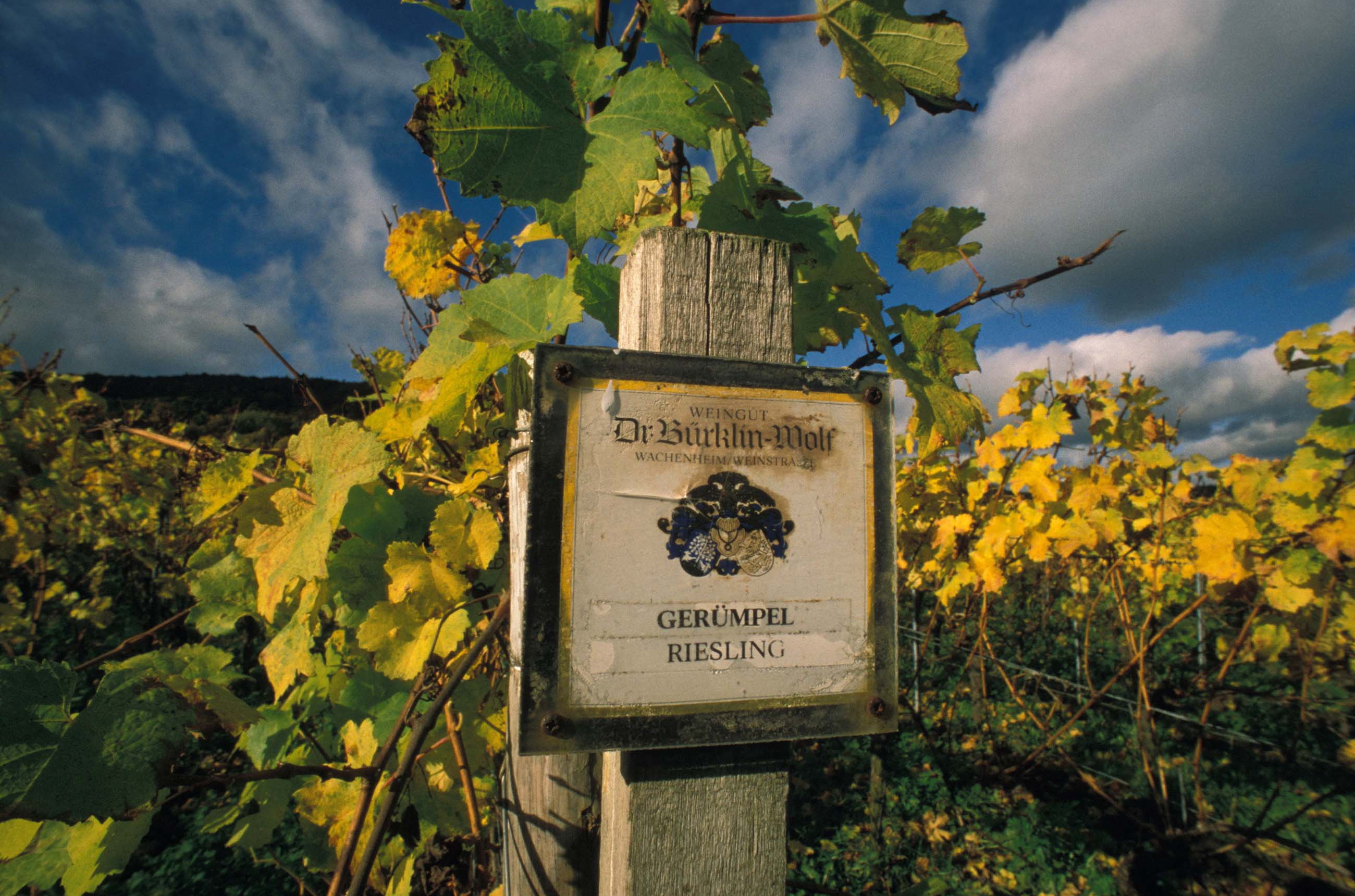 Dr Burklin-Wolf Riesling, vine-growing estate Geruempel, Wachenheim, Weinstrasse, Pfalz, Germany 