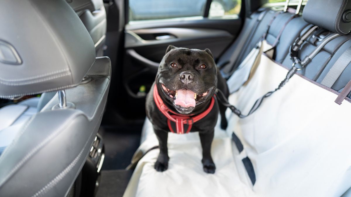 Dog in car 