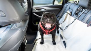 Dog in car hammock