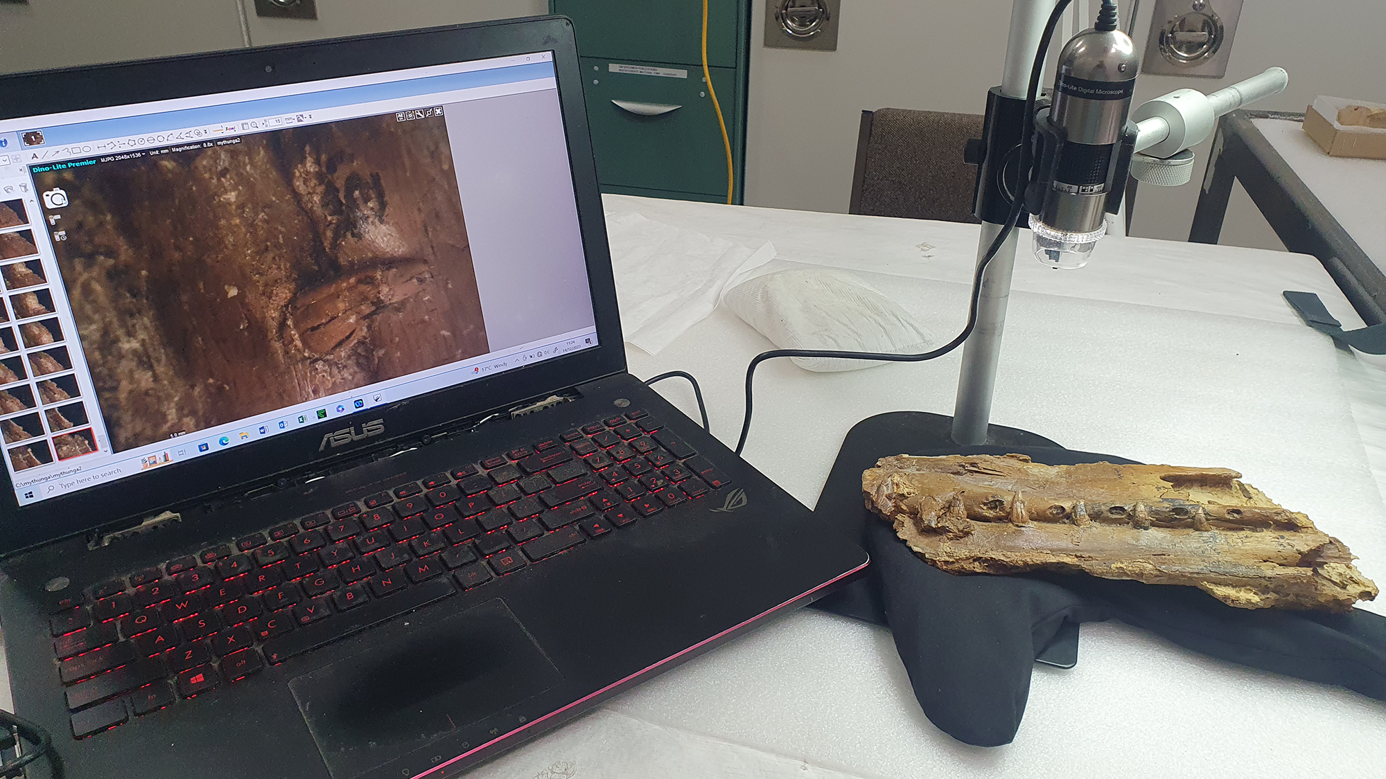 A view of a fossil being scanned with a laptop computer next to it