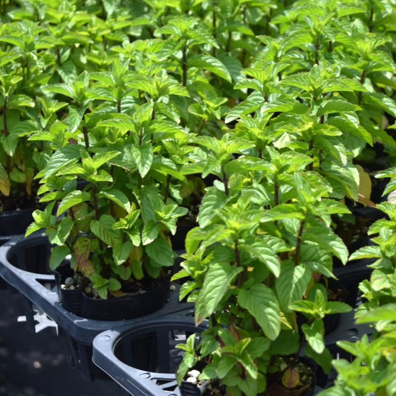 Tankda Sets 2 Live Mint Plants Herb in 3.5" Pot, Fresh Peppermint for Indoor Outdoor Growing, Spring Planting, 5-9" in Tall