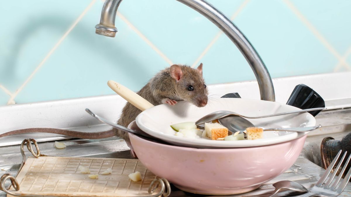 A rat eating from plates in a kitchen sink