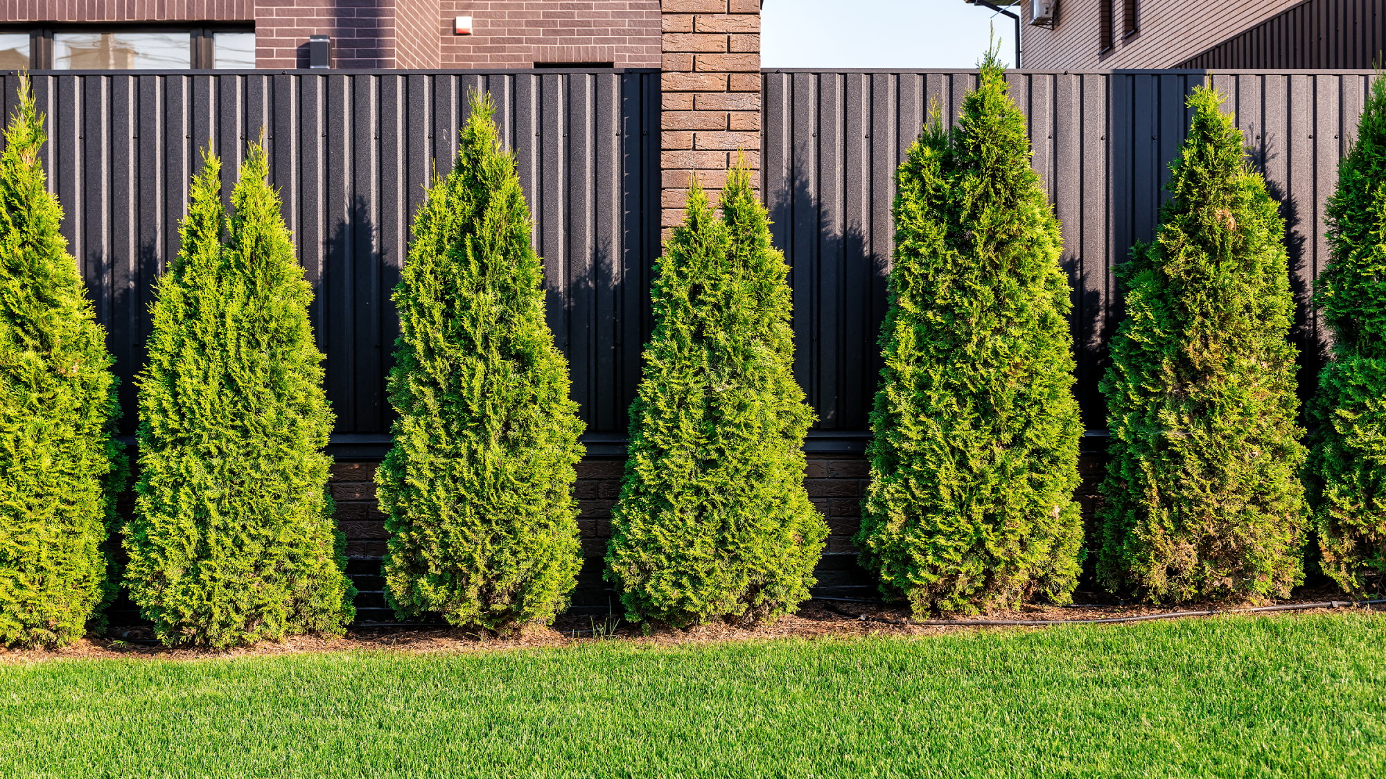thuja in front of fence in yard 