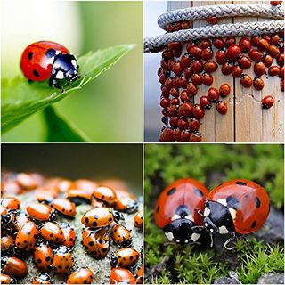 Bazos 1500 Live Ladybugs - Good Bugs - Ladybugs - Ladybugs for Garden - Guaranteed Live Delivery (1500)