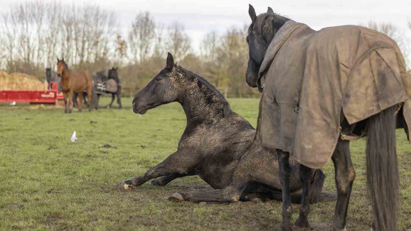 Household Mounted Regiment horses prepare for Christmas Leave