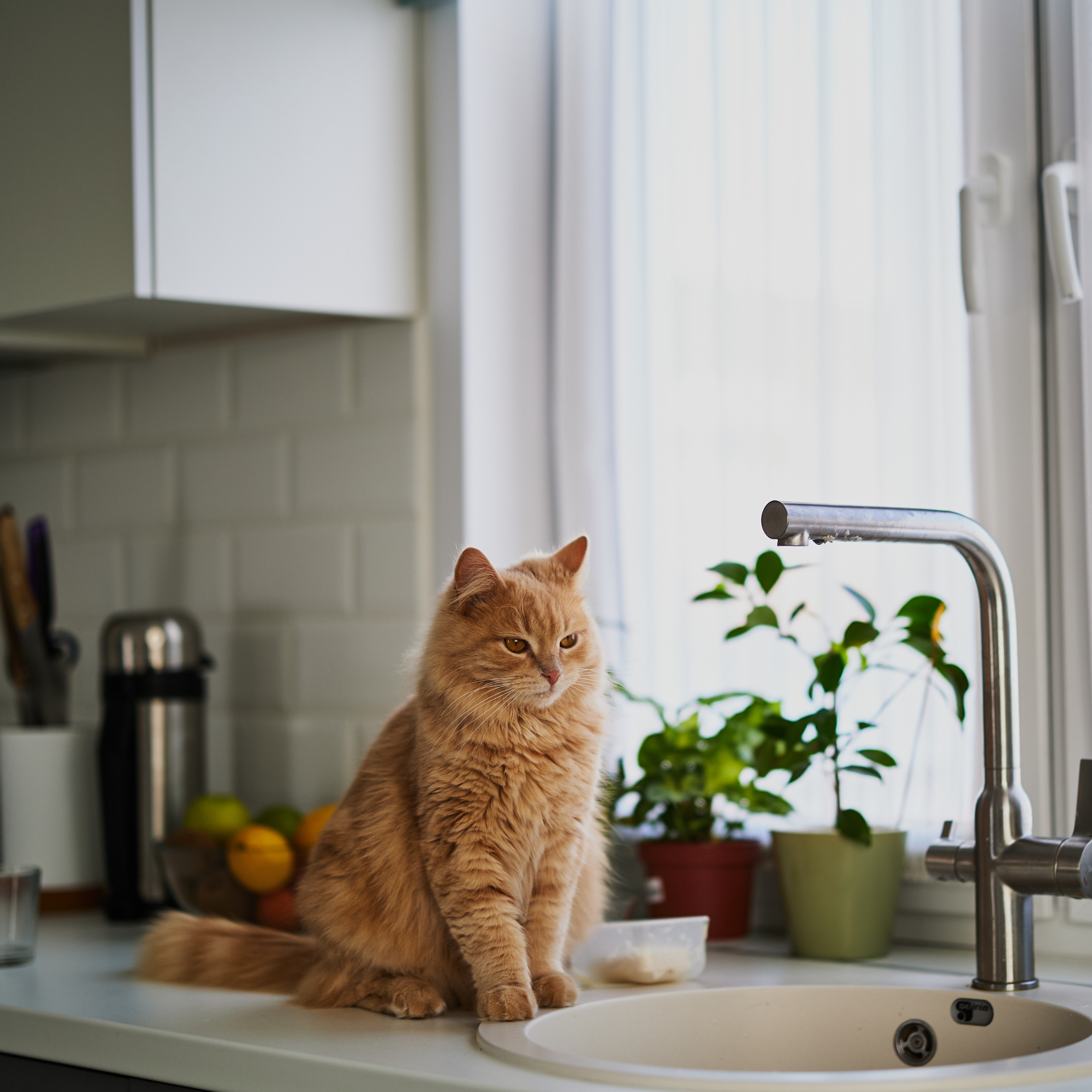 Ginger cat sat next to kitchen sink.