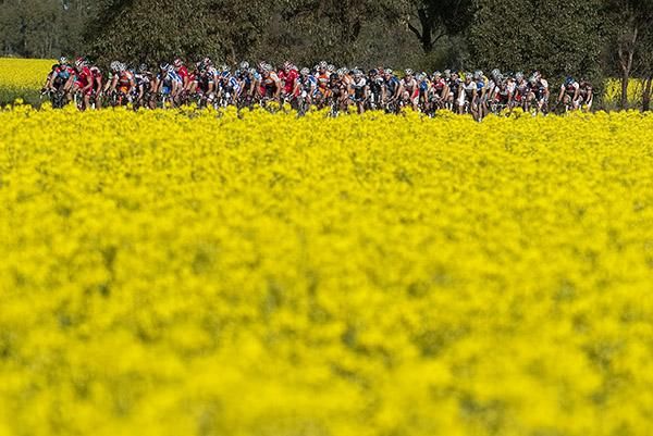 The peloton roll by some canola fields heading towards the finish in Cobram.