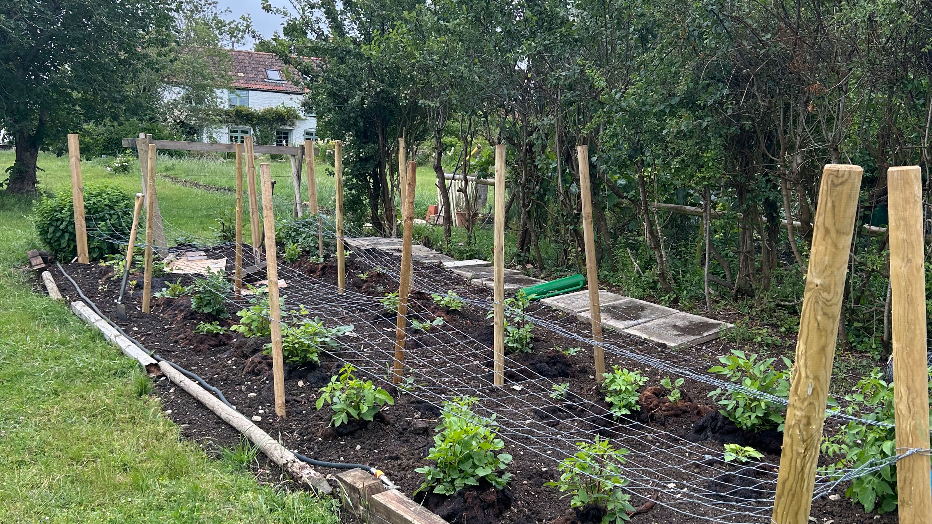Vegetable plot in garden surrounded by trees and covered with netting held up b wooden posts