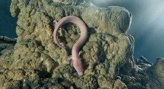 The olm is a slender salamander with thin limbs each tipped with three toes.