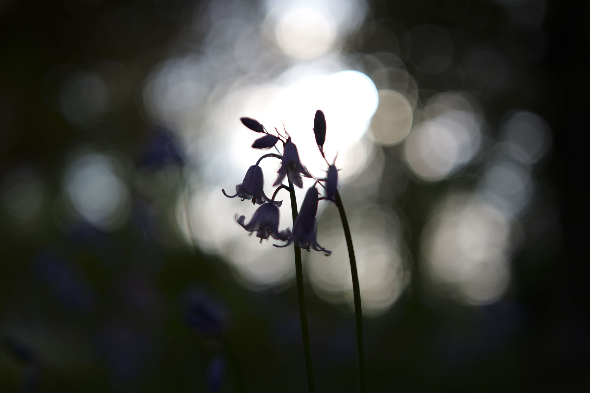Backlit bluebells with dappled light behind them