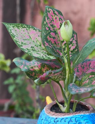 Pink and green chinese evergreen in a blue pot