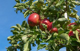 Italy, South Tirol, Vinschgau, Kastelbell, apple cultivation, harvest, pink lady