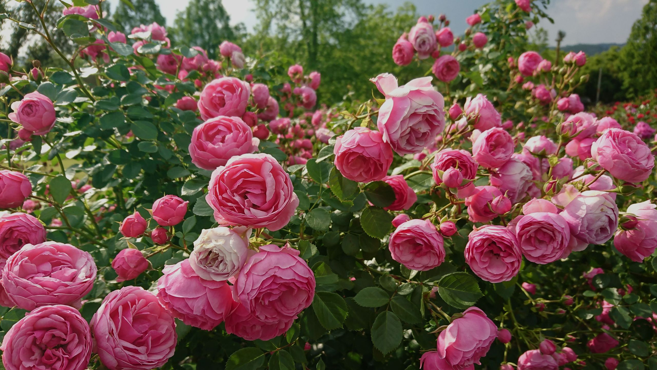 Roses are making waves on TikTok – here's what else is trending ...