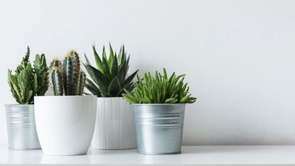 row of cactus and succulent plants in pots