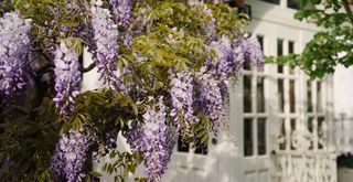 garden wisteria