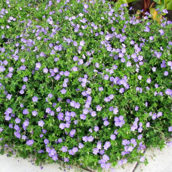 Rozanne Hardy Geranium