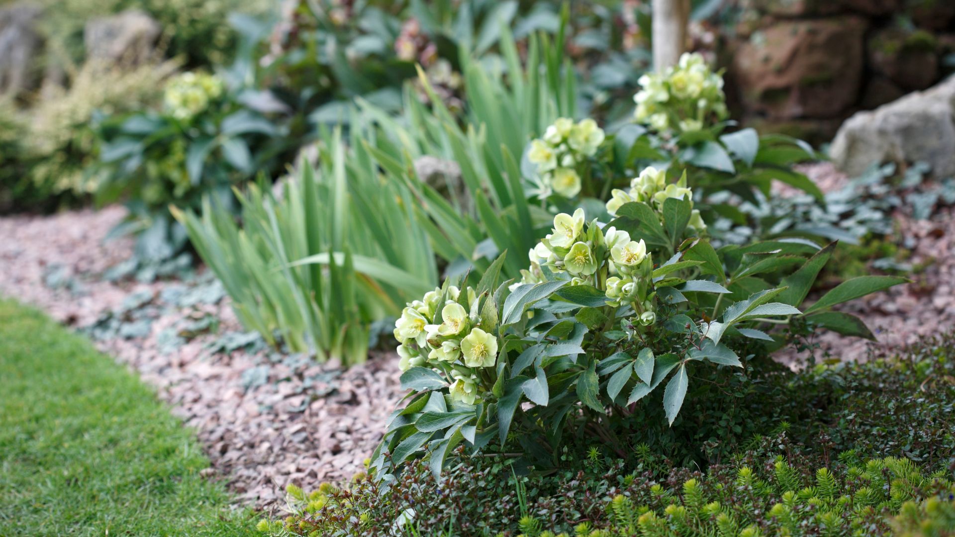 picture of garden plants on floor