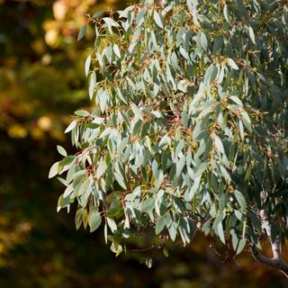 Eucalyptus tree in garden