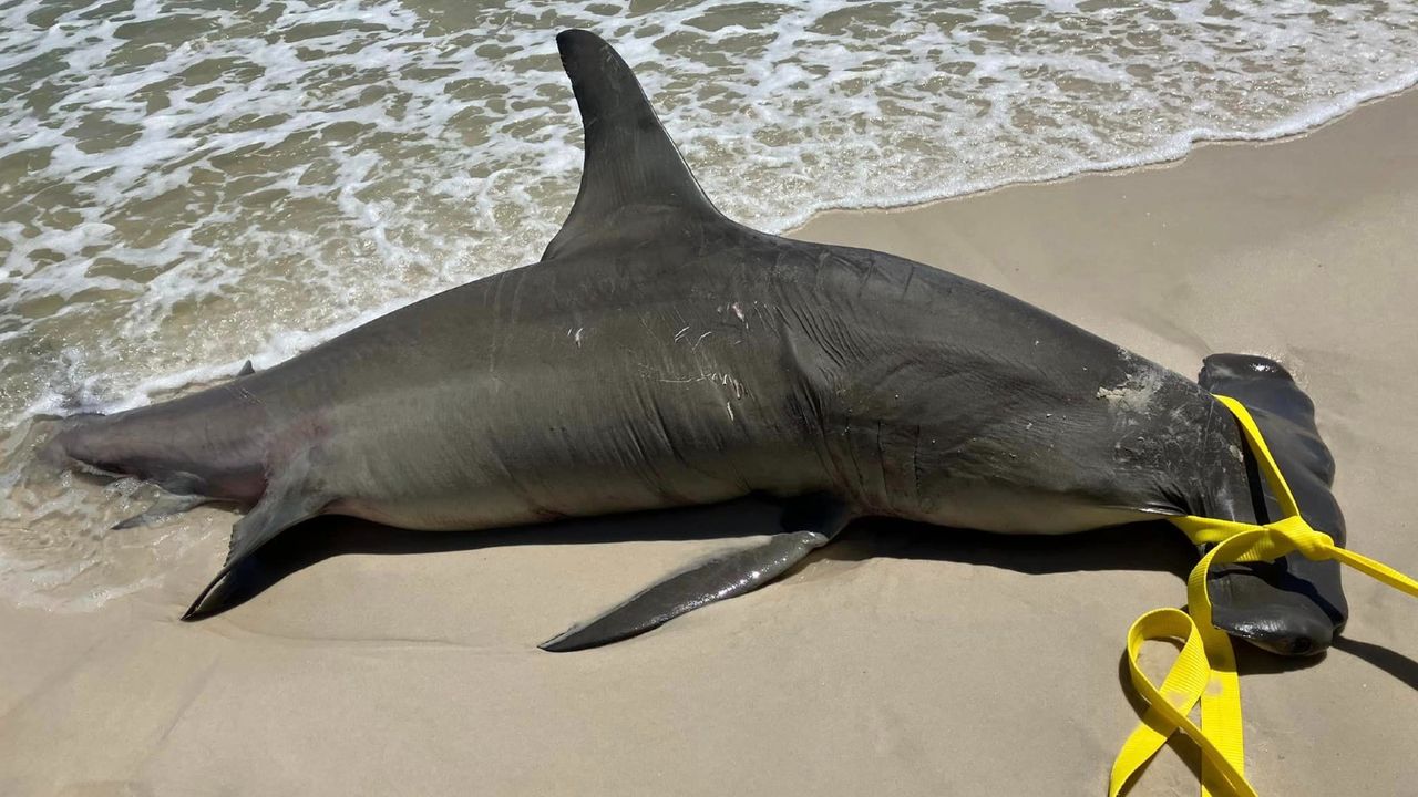 The dead hammerhead lying on the beach.