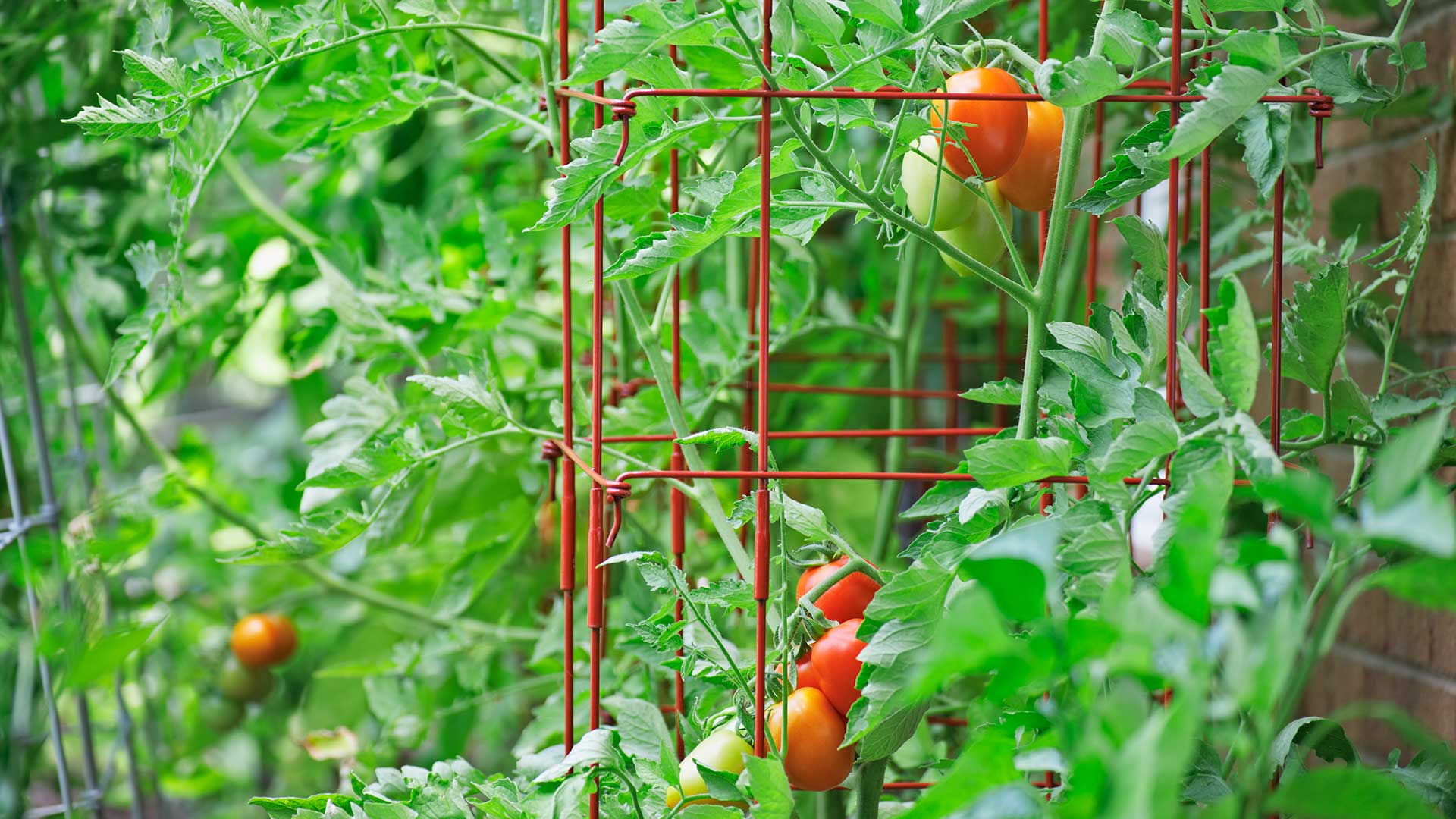 tomatoes growing in tomato cage