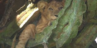 A lion hanging out in a tree in Tree Climbing Lions