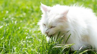 White cat eating grass