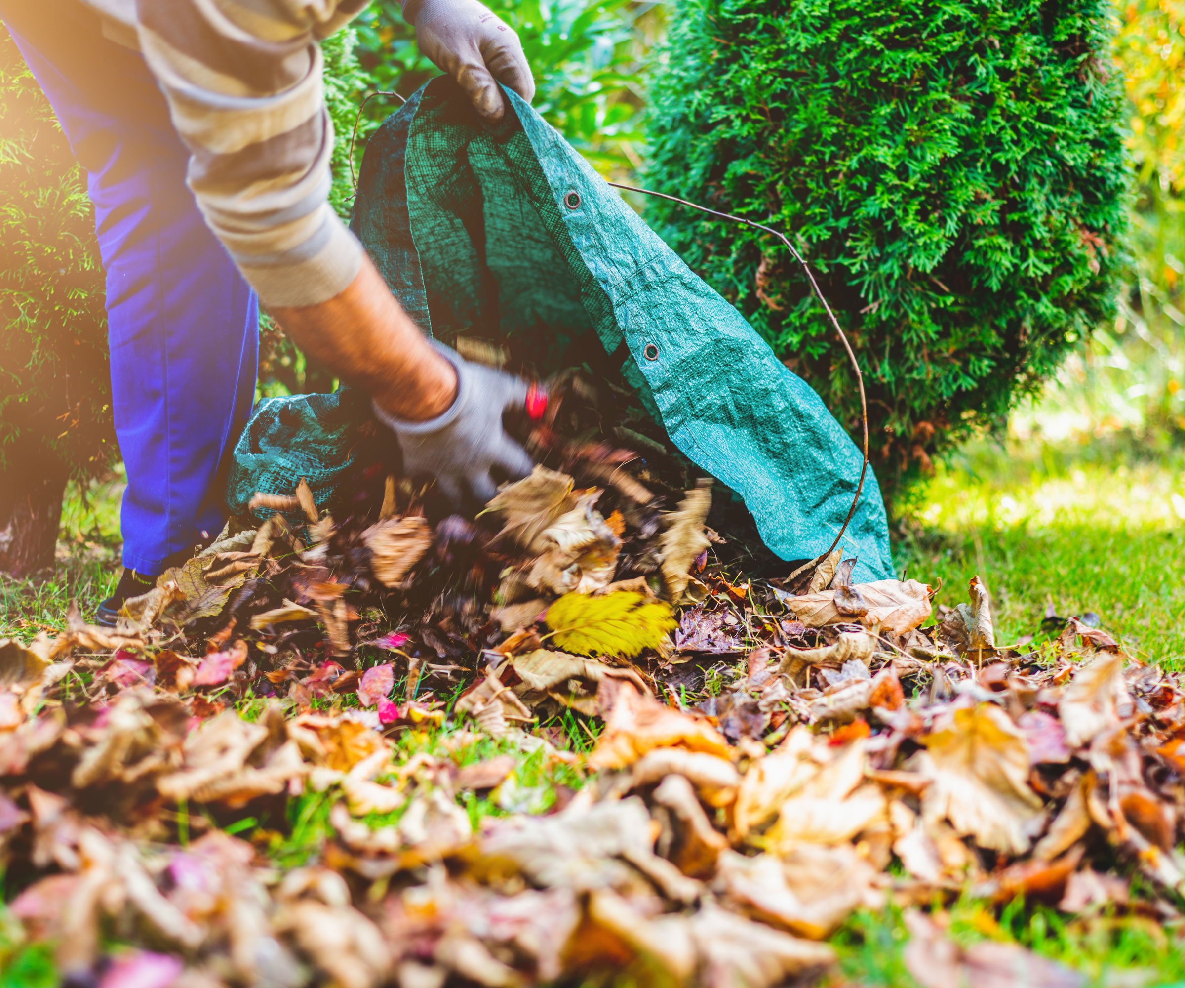 garden leaves being gathered into a large green bag in garden