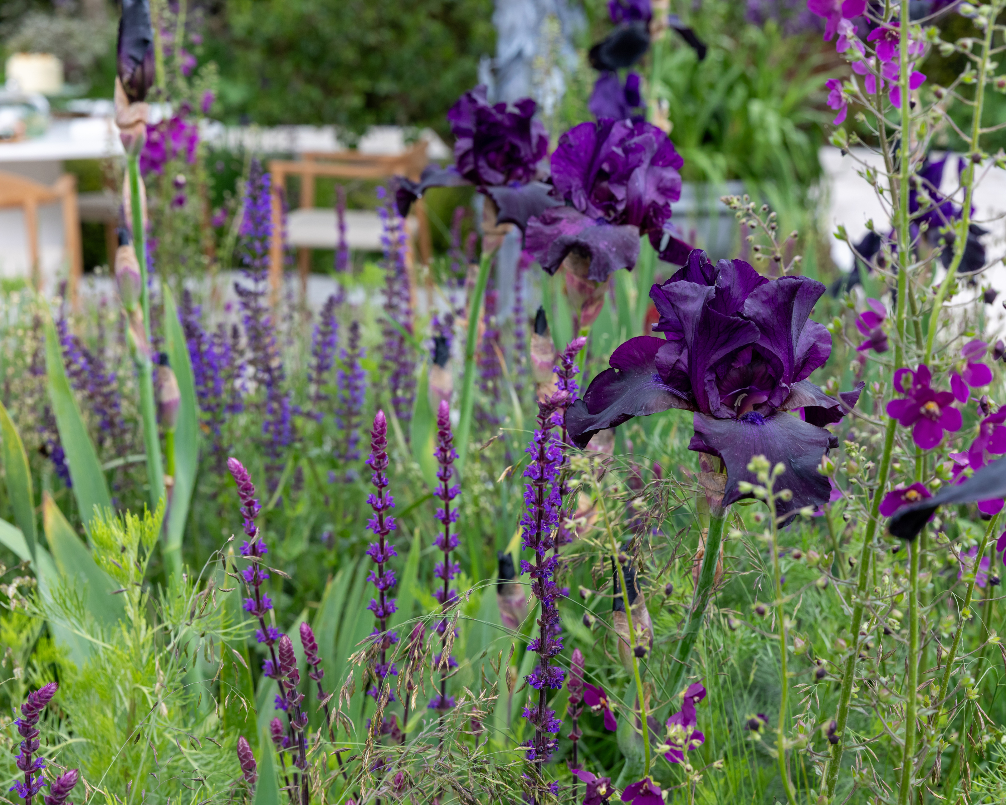 The Boodles Garden. Designed Catherine MacDonald. Small Show Garden. RHS Chelsea Flower Show 2026. Site no. 285